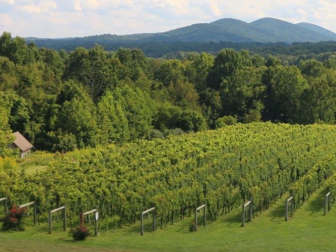 Image of vineyard with Virginia mountains in background