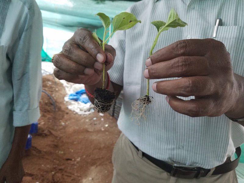 image of man holding two small plants