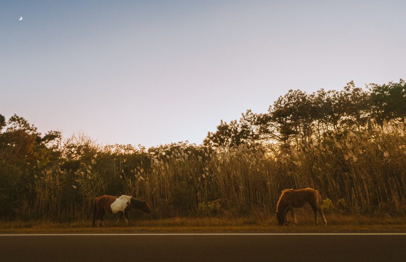 Photo of chincoteague ponies