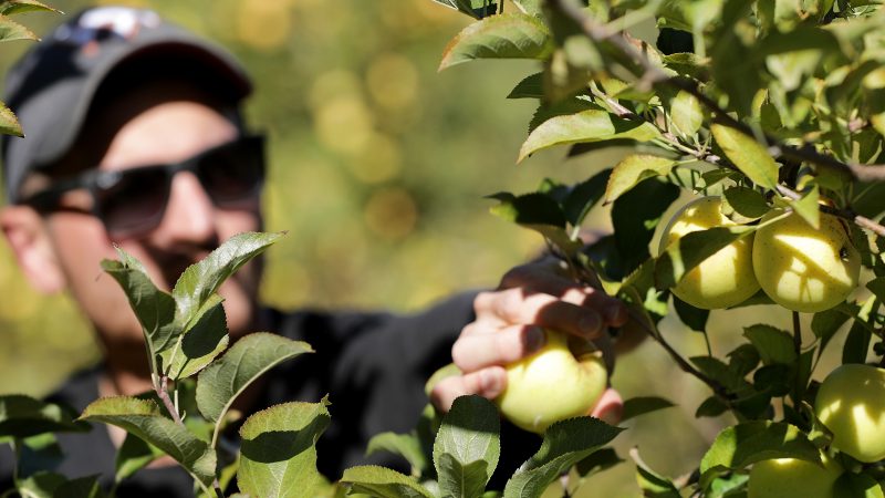 Farmer picks an apple