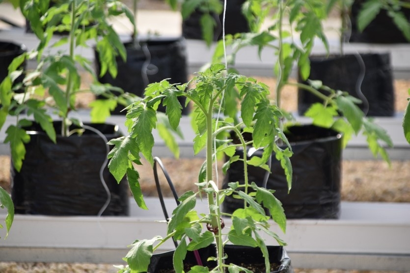 Photo of plant in greenhouse